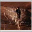 Hirundo rustica - Rauchschwalbe 03.jpg